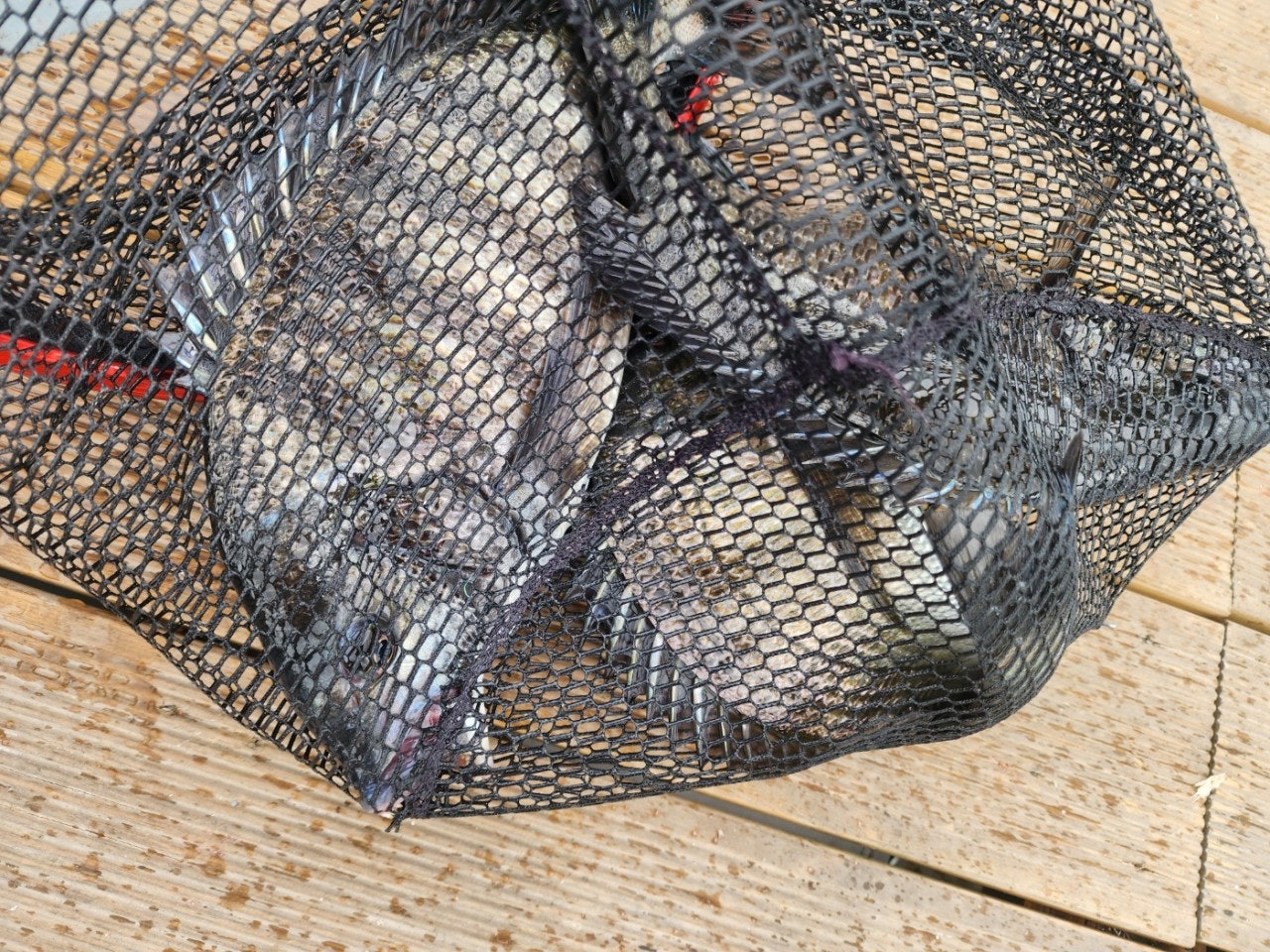 ����ڰ� �ø� �̹���