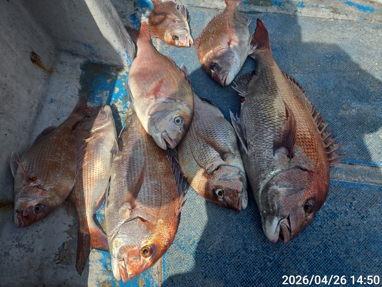 ����ڰ� �ø� �̹���