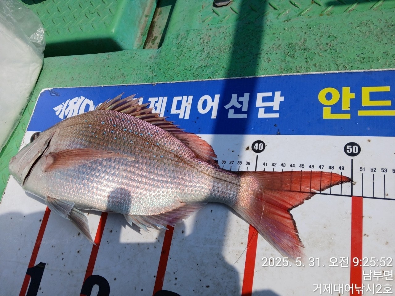 ����ڰ� �ø� �̹���