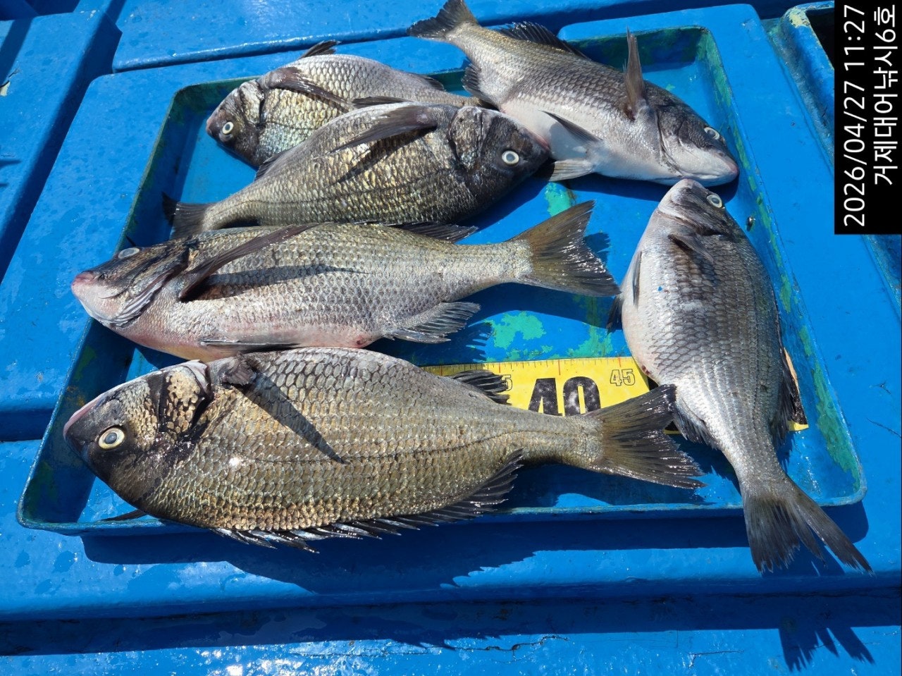 ����ڰ� �ø� �̹���