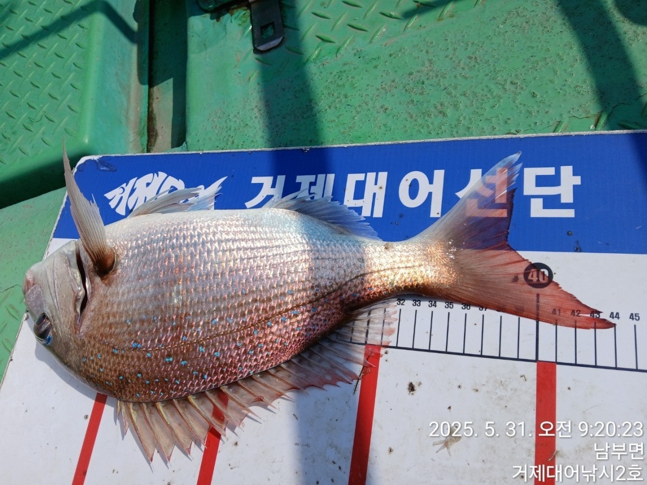 ����ڰ� �ø� �̹���