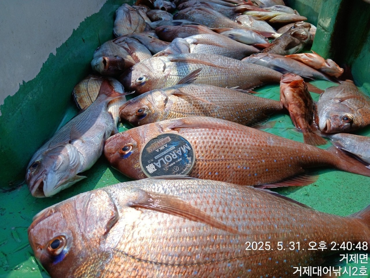 ����ڰ� �ø� �̹���