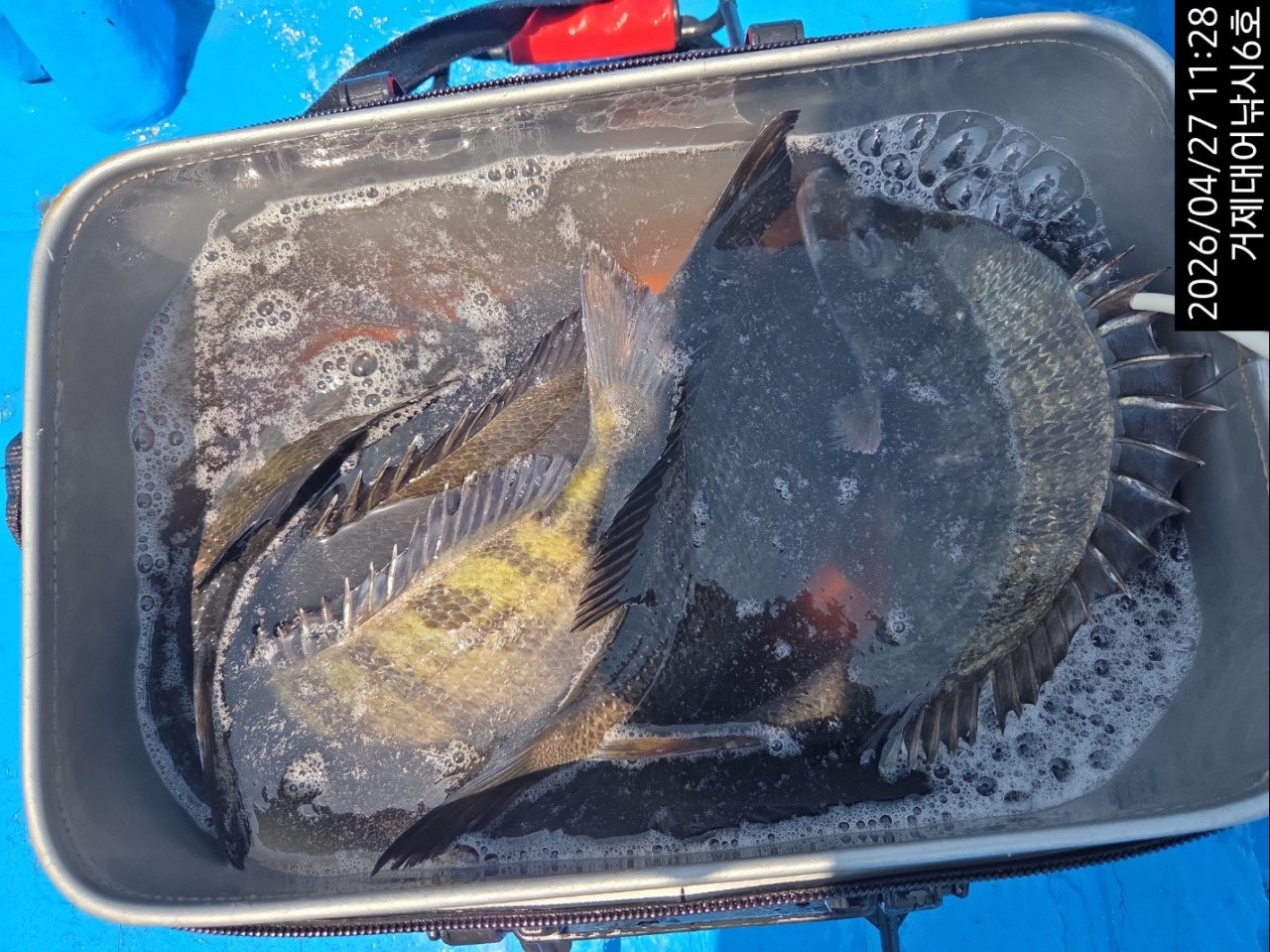 ����ڰ� �ø� �̹���