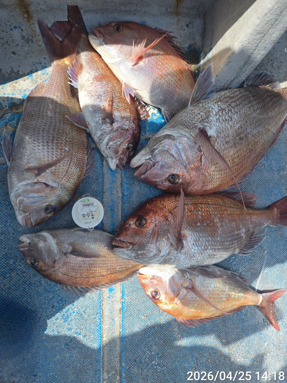 ����ڰ� �ø� �̹���