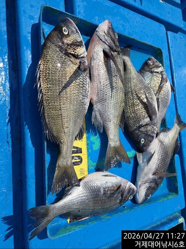 ����ڰ� �ø� �̹���