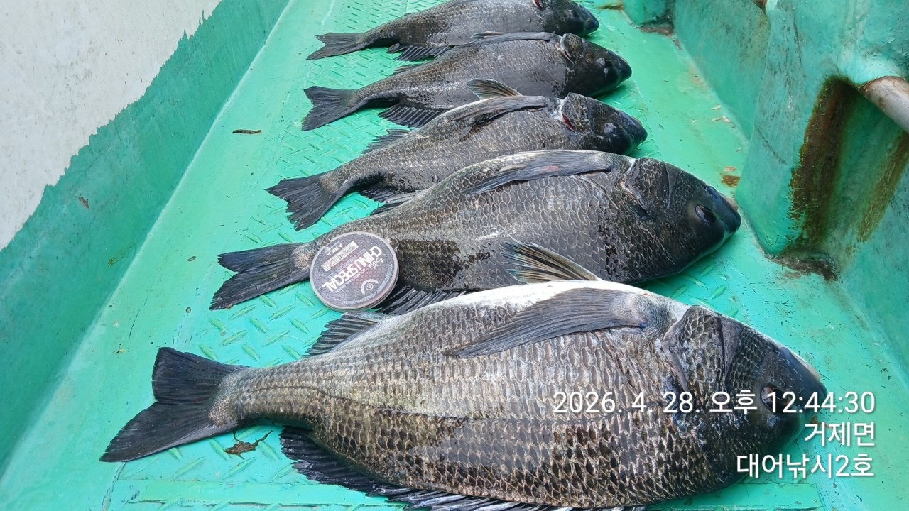 ����ڰ� �ø� �̹���