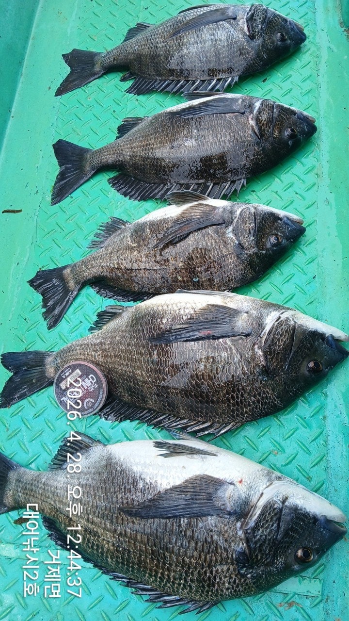 ����ڰ� �ø� �̹���