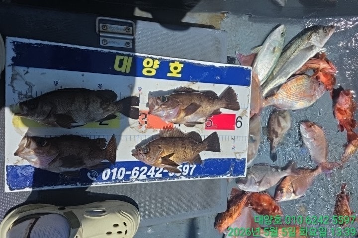 ����ڰ� �ø� �̹���