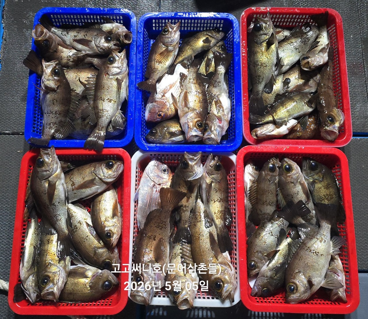 ����ڰ� �ø� �̹���