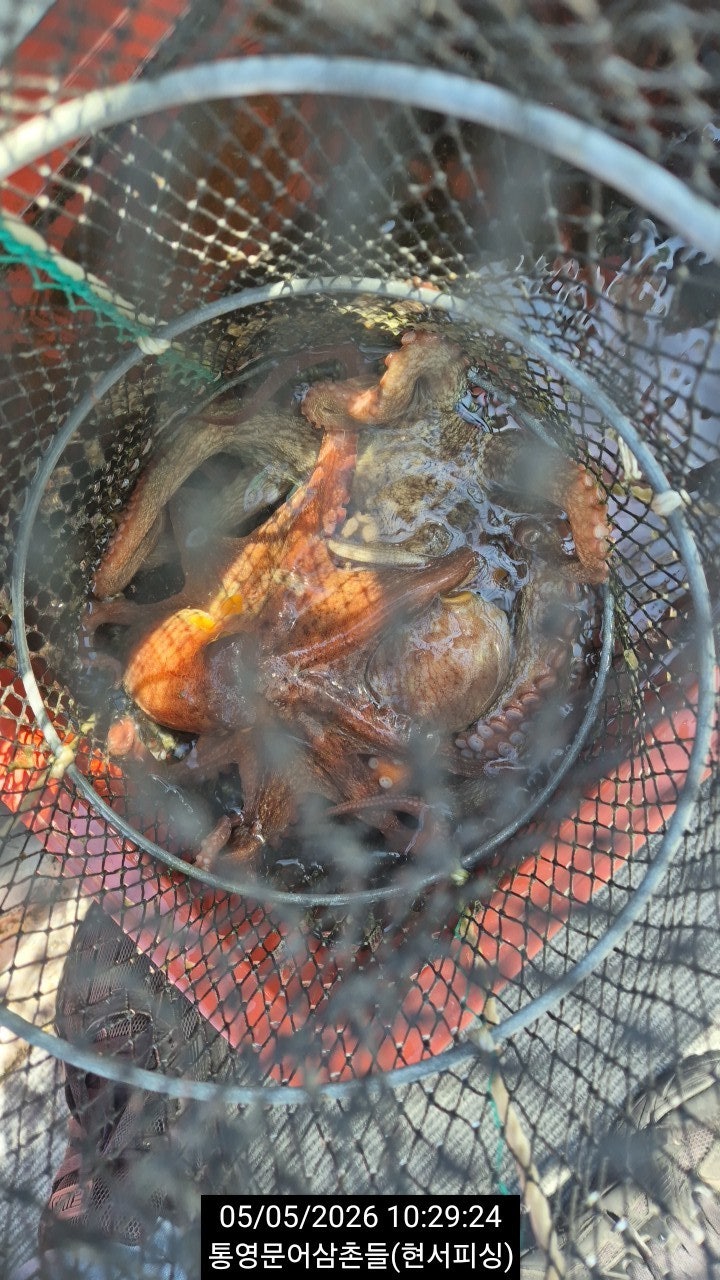 ����ڰ� �ø� �̹���