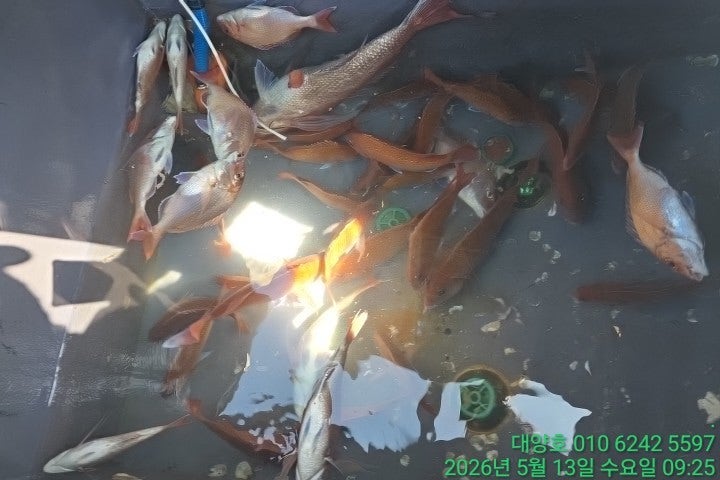����ڰ� �ø� �̹���