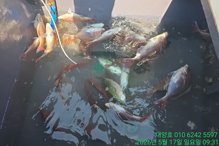 ����ڰ� �ø� �̹���