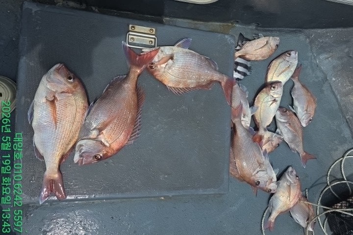 ����ڰ� �ø� �̹���