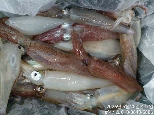 ����ڰ� �ø� �̹���