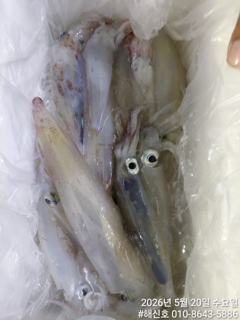 ����ڰ� �ø� �̹���