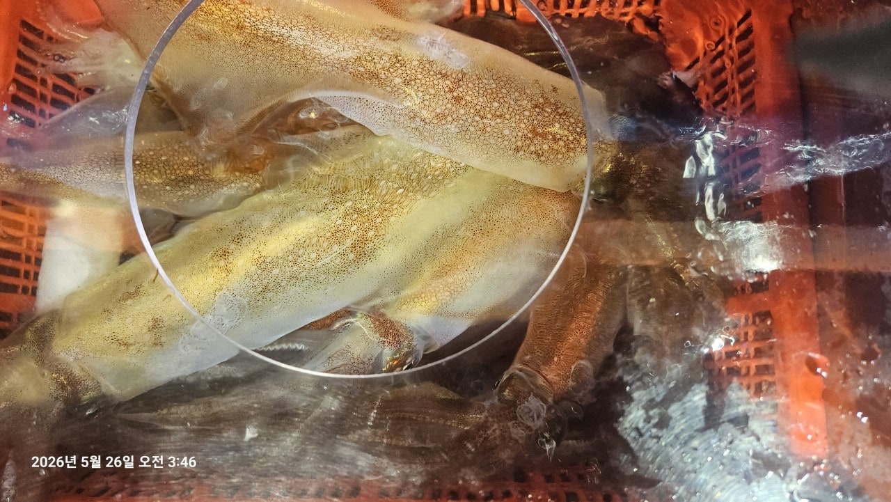����ڰ� �ø� �̹���