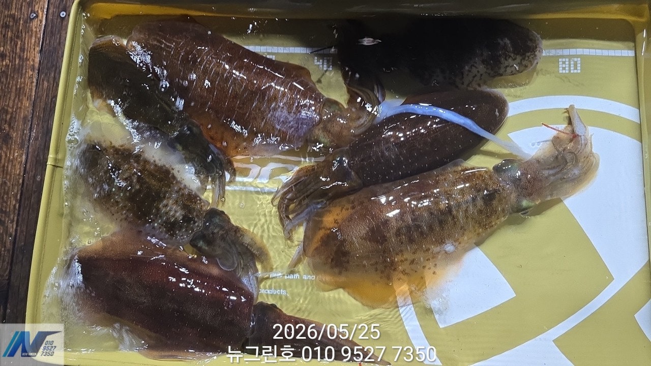 ����ڰ� �ø� �̹���
