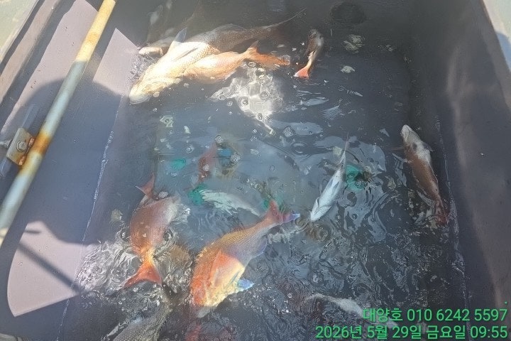 ����ڰ� �ø� �̹���