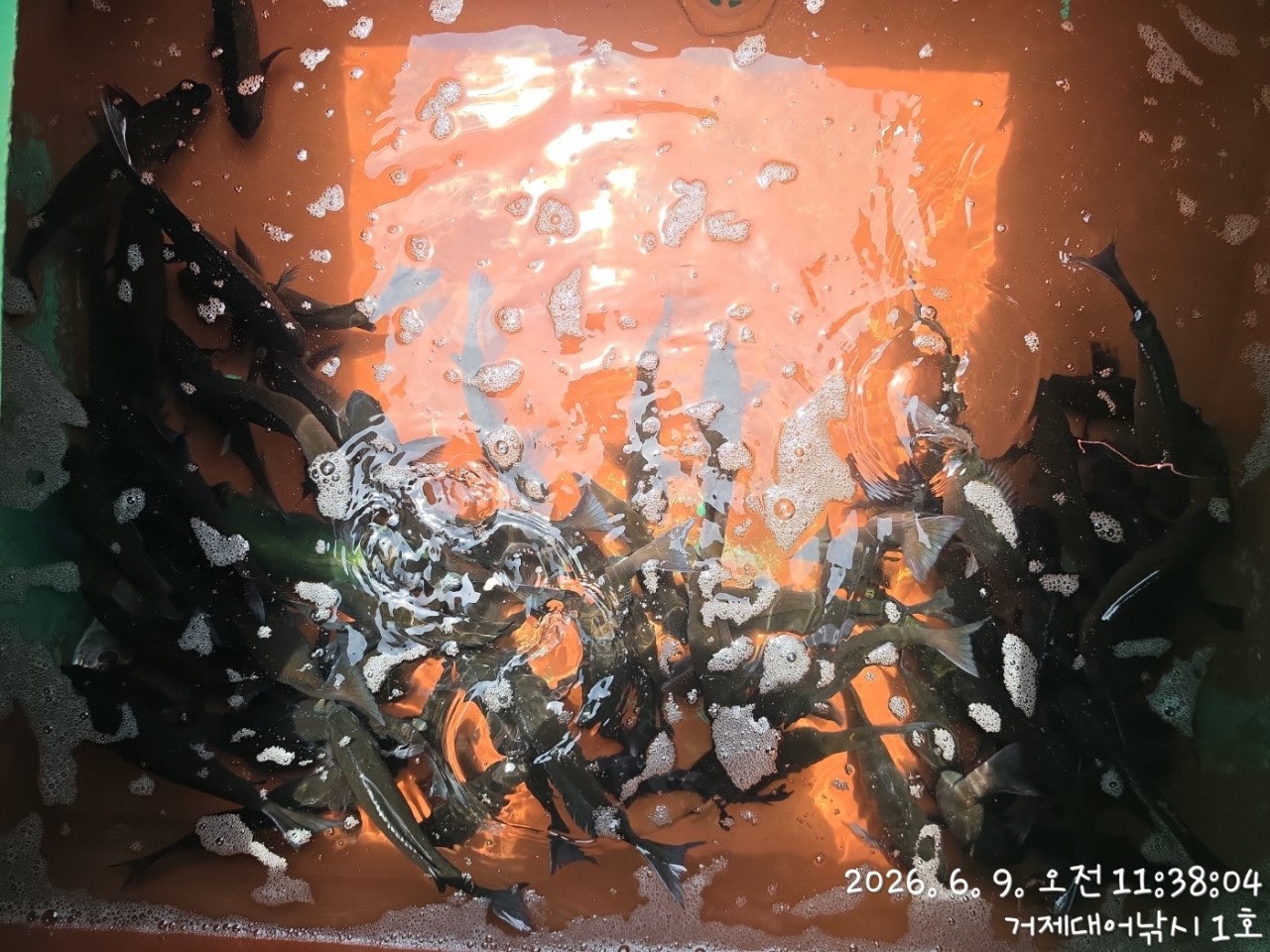 ����ڰ� �ø� �̹���