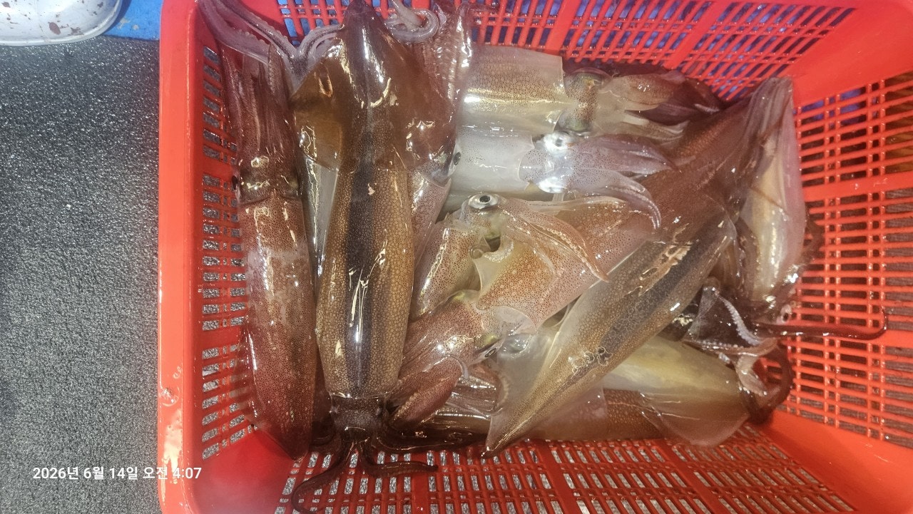 ����ڰ� �ø� �̹���