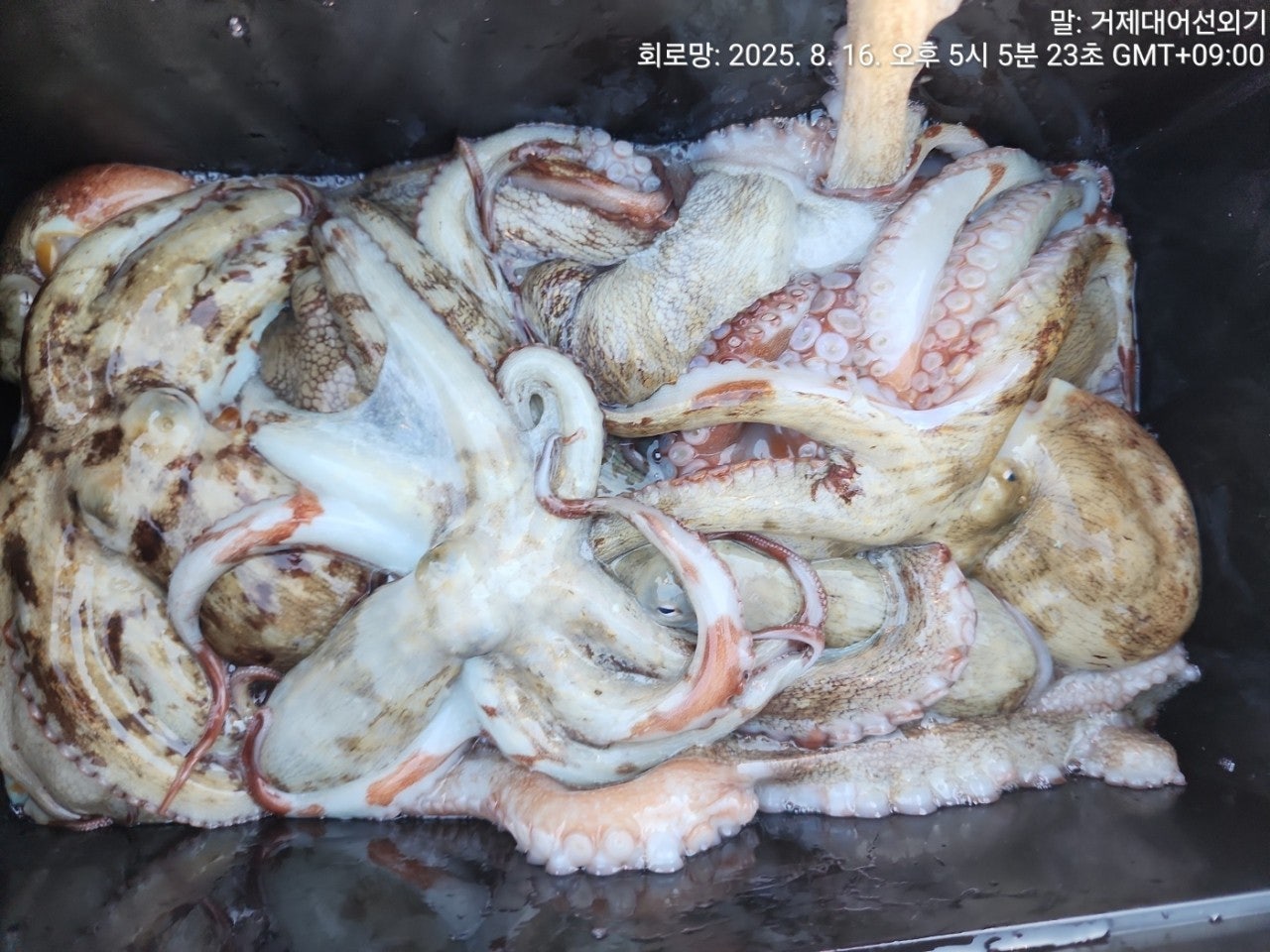 ����ڰ� �ø� �̹���
