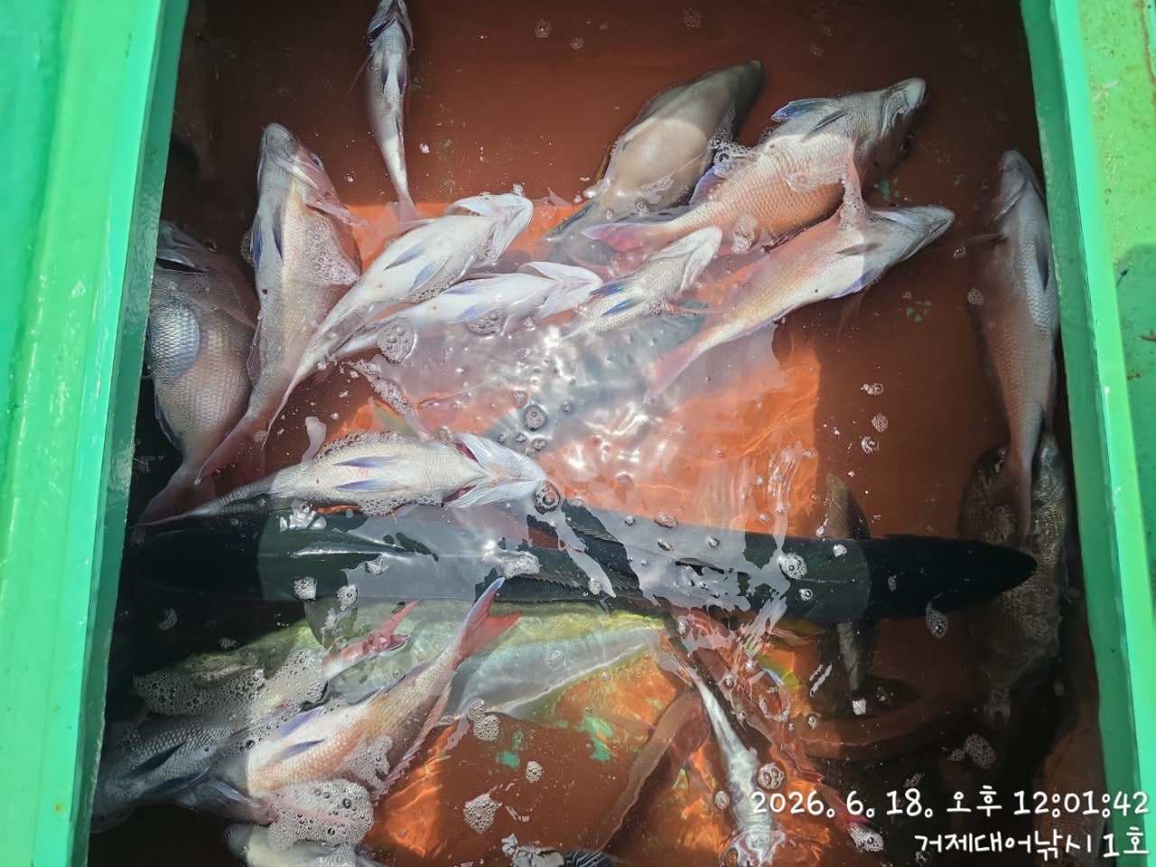 ����ڰ� �ø� �̹���