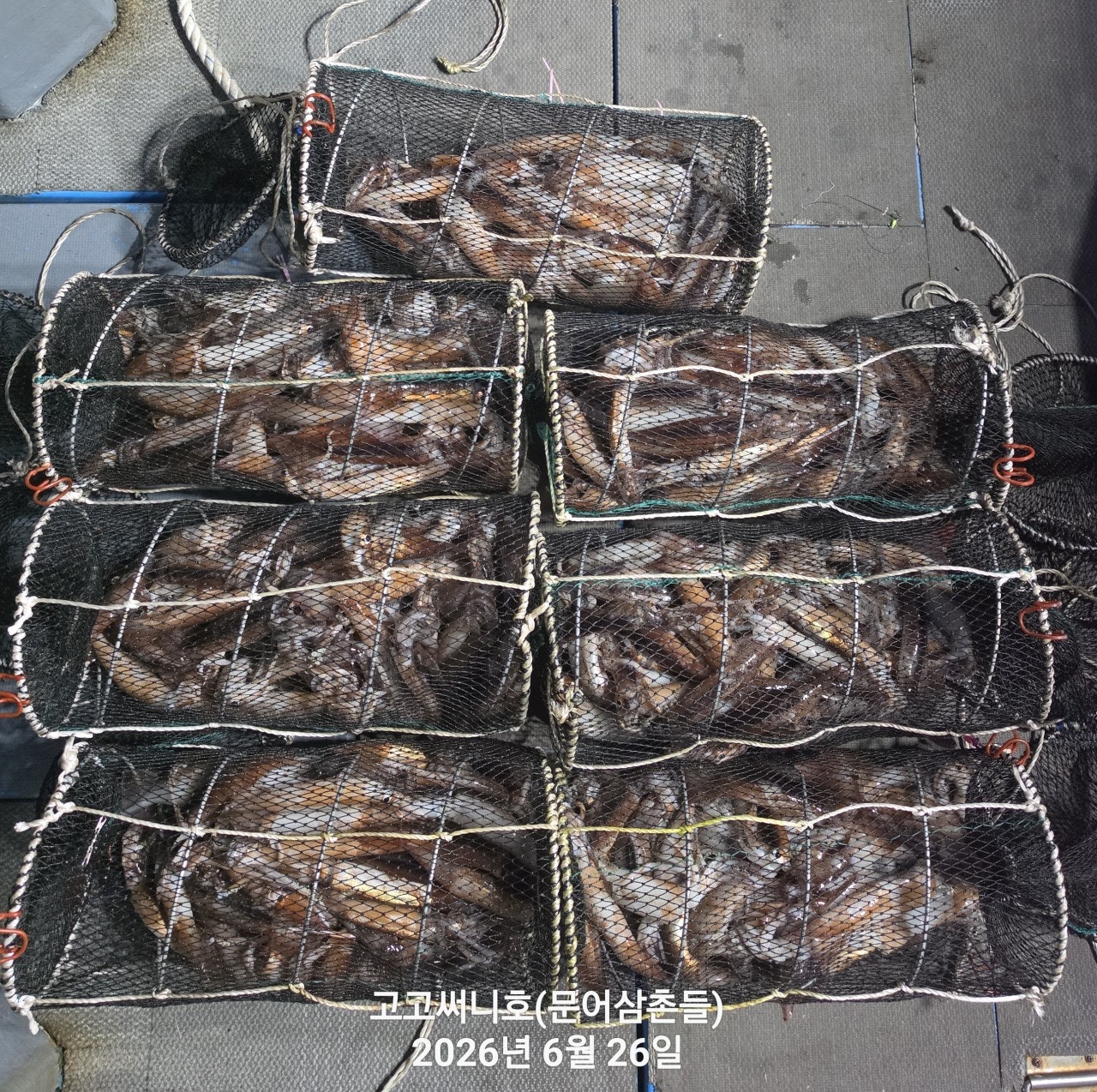 ����ڰ� �ø� �̹���
