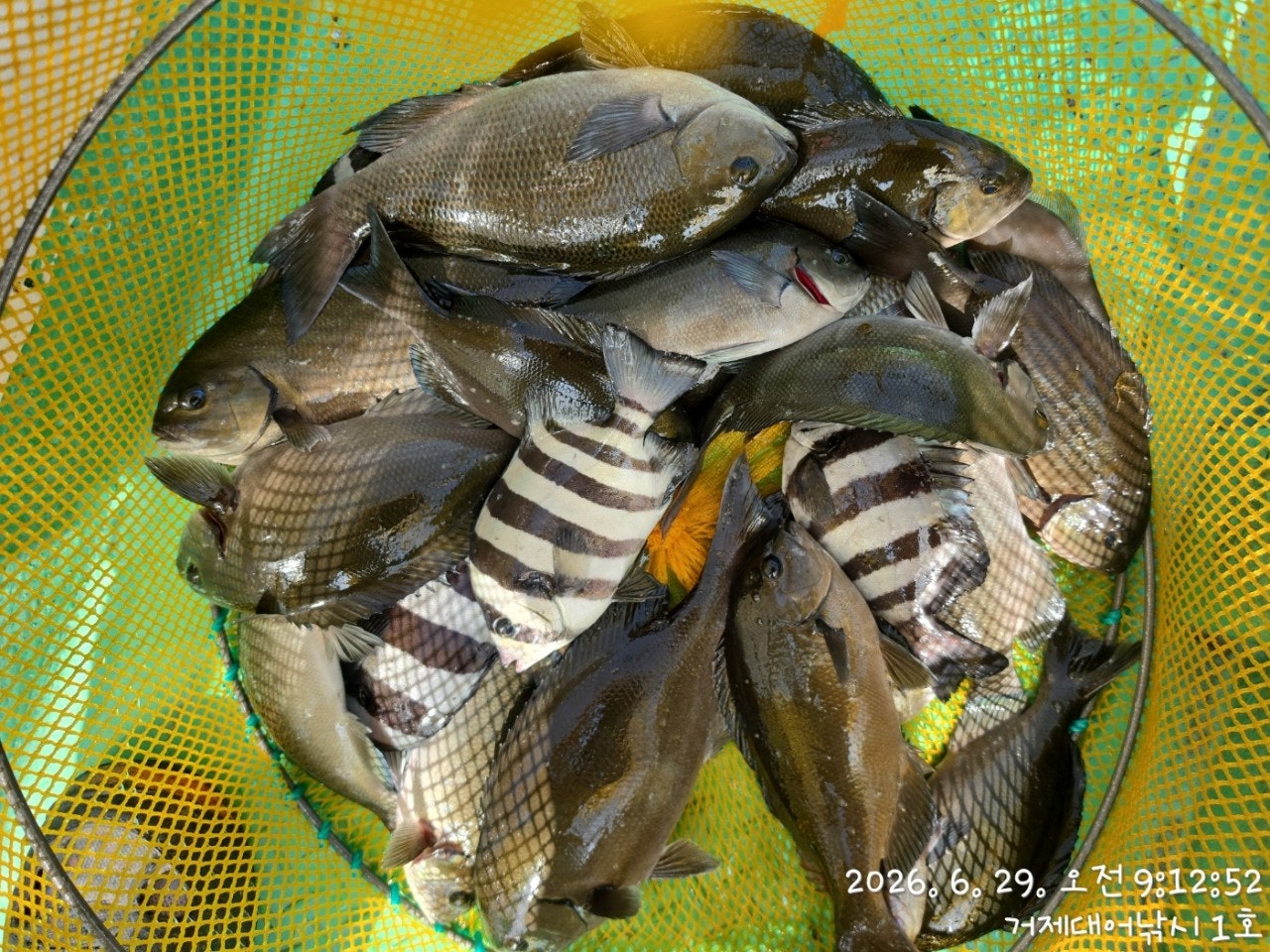 ����ڰ� �ø� �̹���