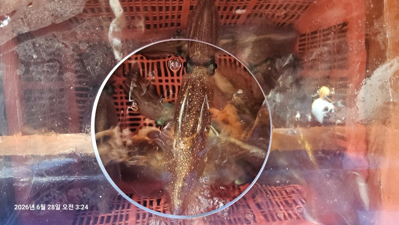 ����ڰ� �ø� �̹���