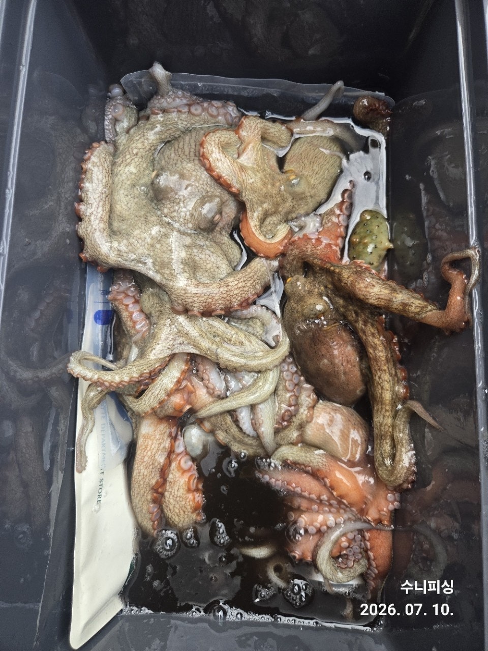����ڰ� �ø� �̹���