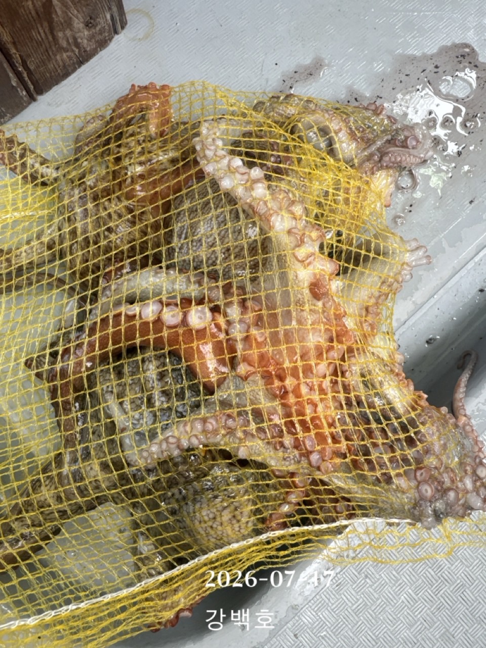 7월 17일 삼천포 문어낚시 출조 사진 4