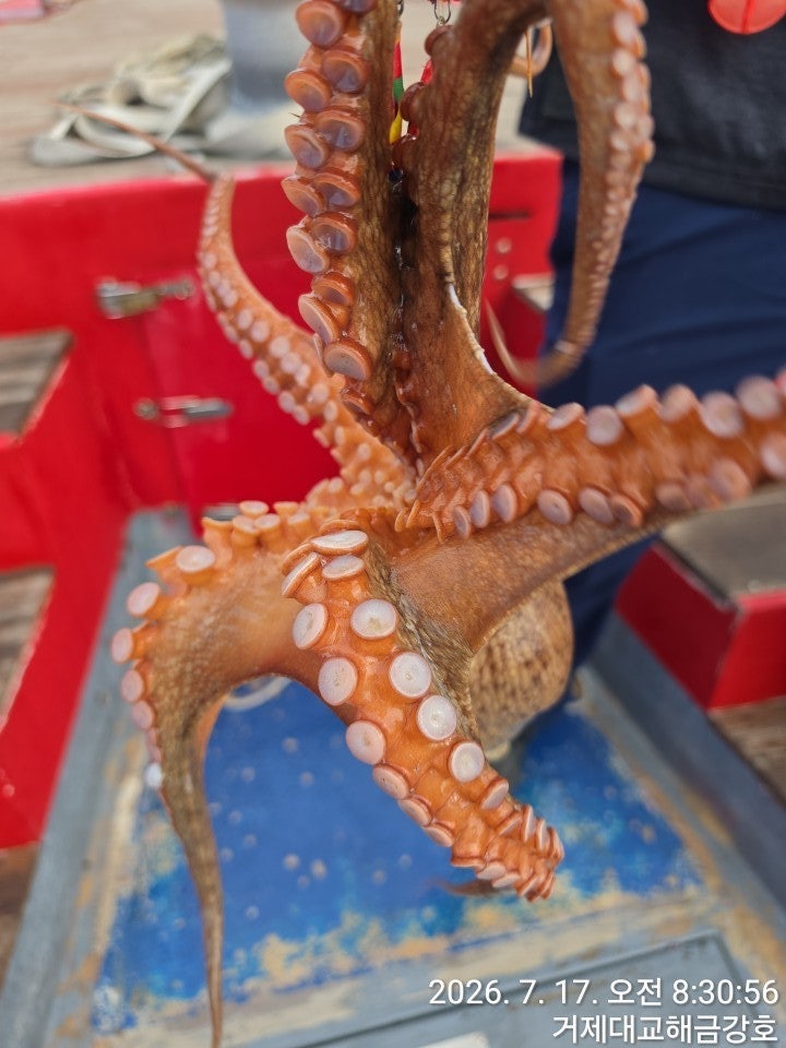 ����ڰ� �ø� �̹���