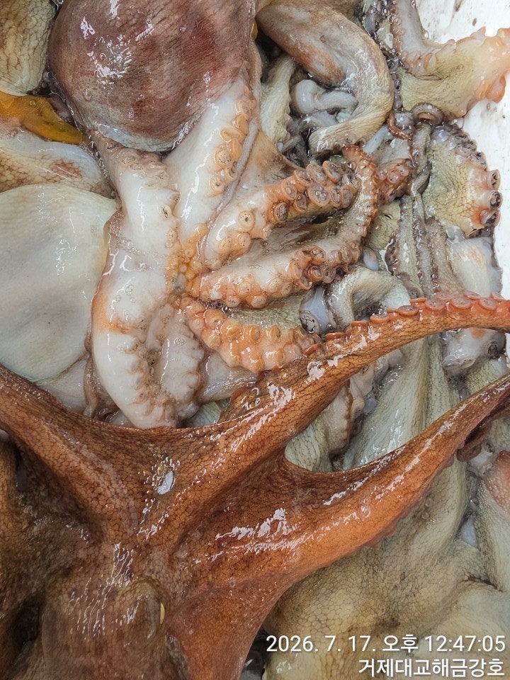 ����ڰ� �ø� �̹���