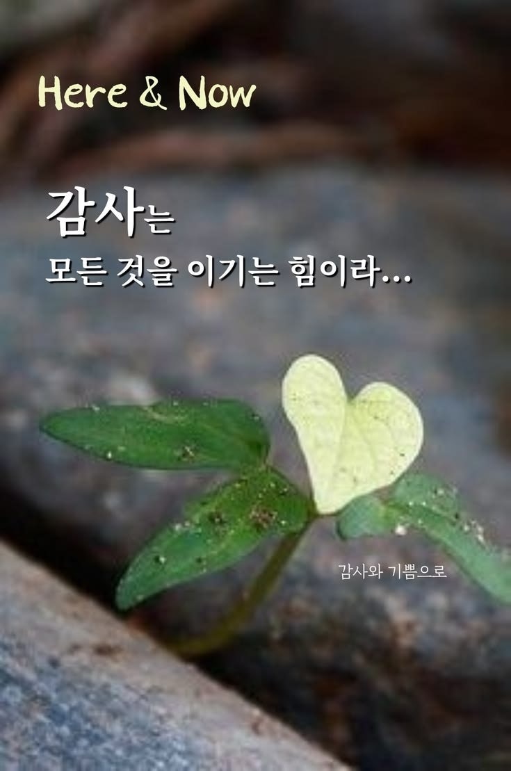 ����ڰ� �ø� �̹���