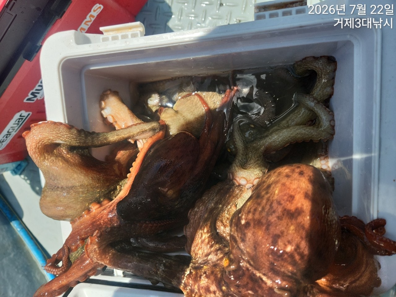 ����ڰ� �ø� �̹���
