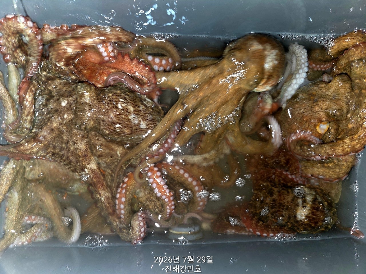 ����ڰ� �ø� �̹���