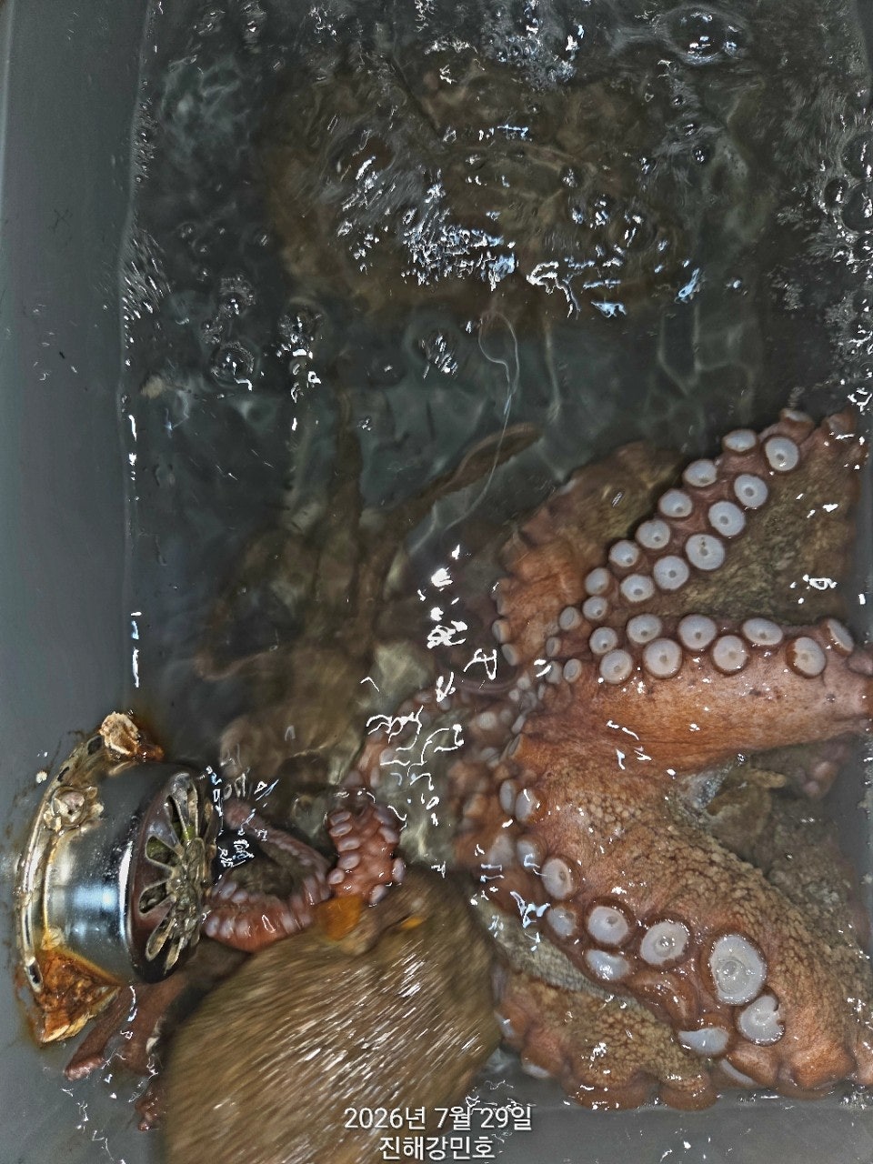 ����ڰ� �ø� �̹���