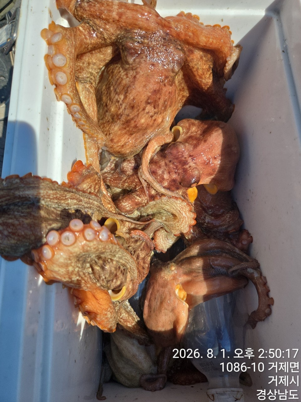 ����ڰ� �ø� �̹���