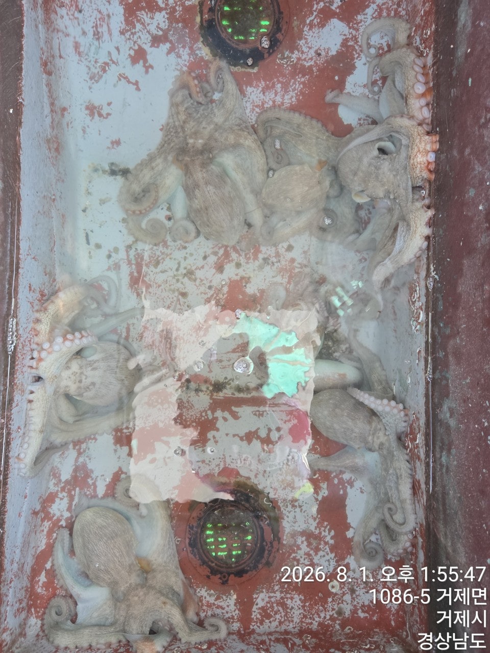 ����ڰ� �ø� �̹���