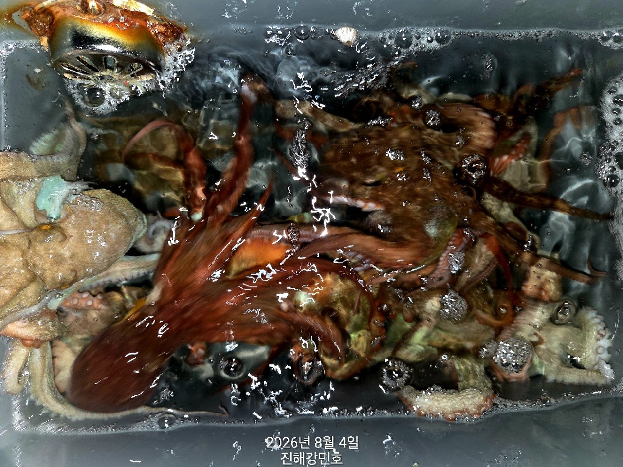 ����ڰ� �ø� �̹���