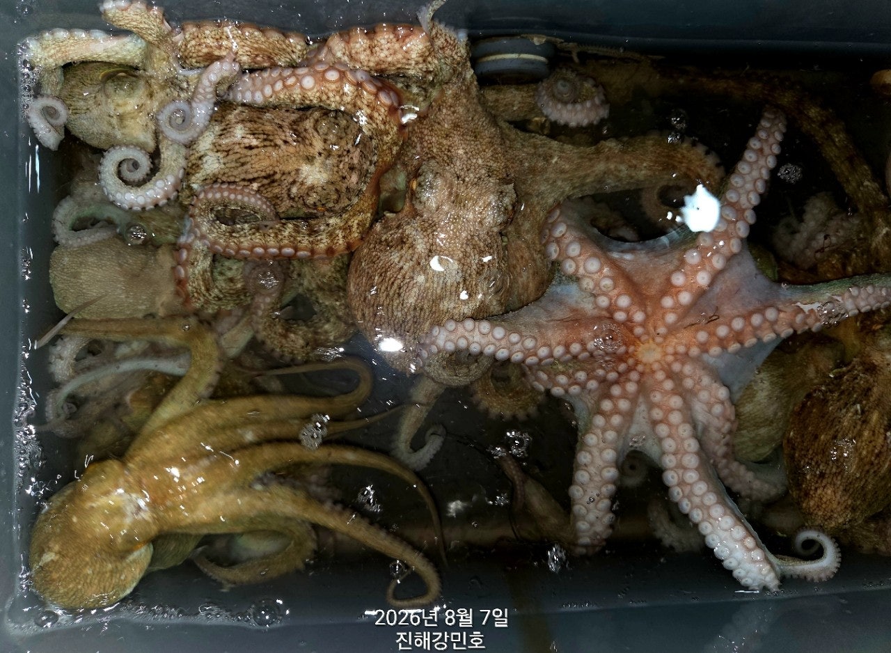 ����ڰ� �ø� �̹���