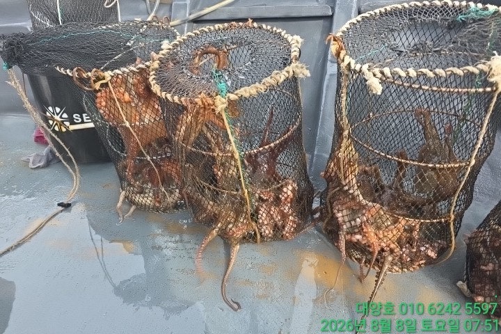 ����ڰ� �ø� �̹���