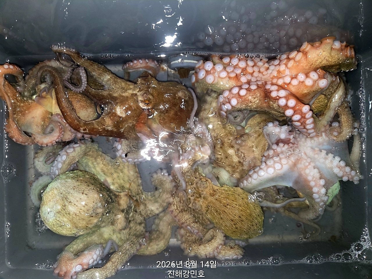 ����ڰ� �ø� �̹���