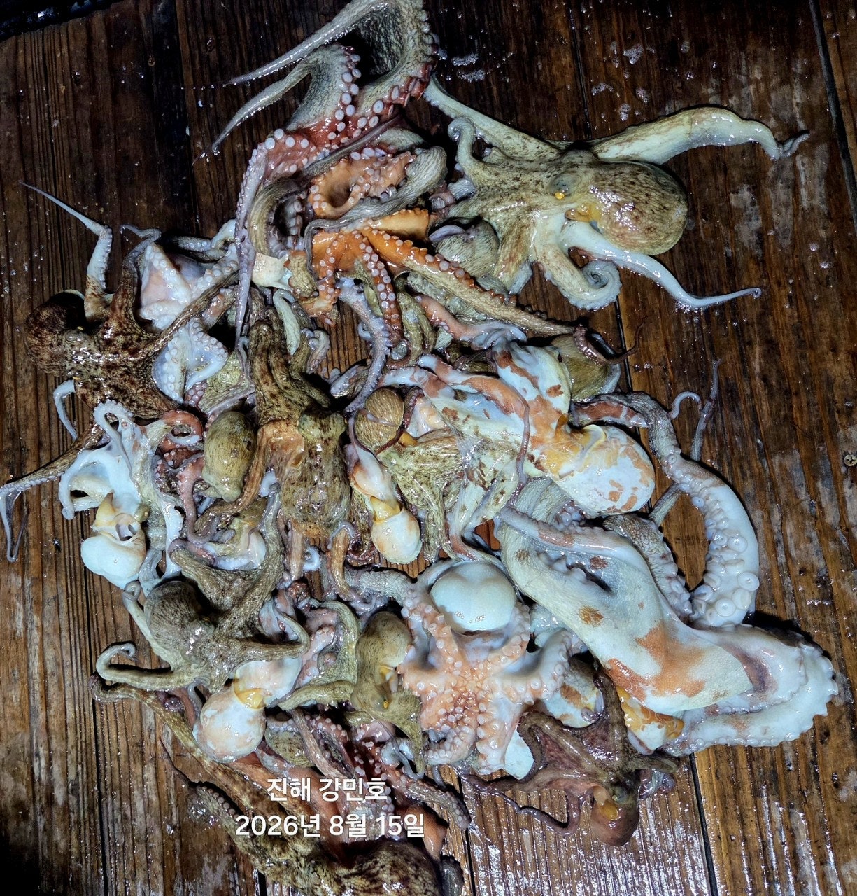 ����ڰ� �ø� �̹���