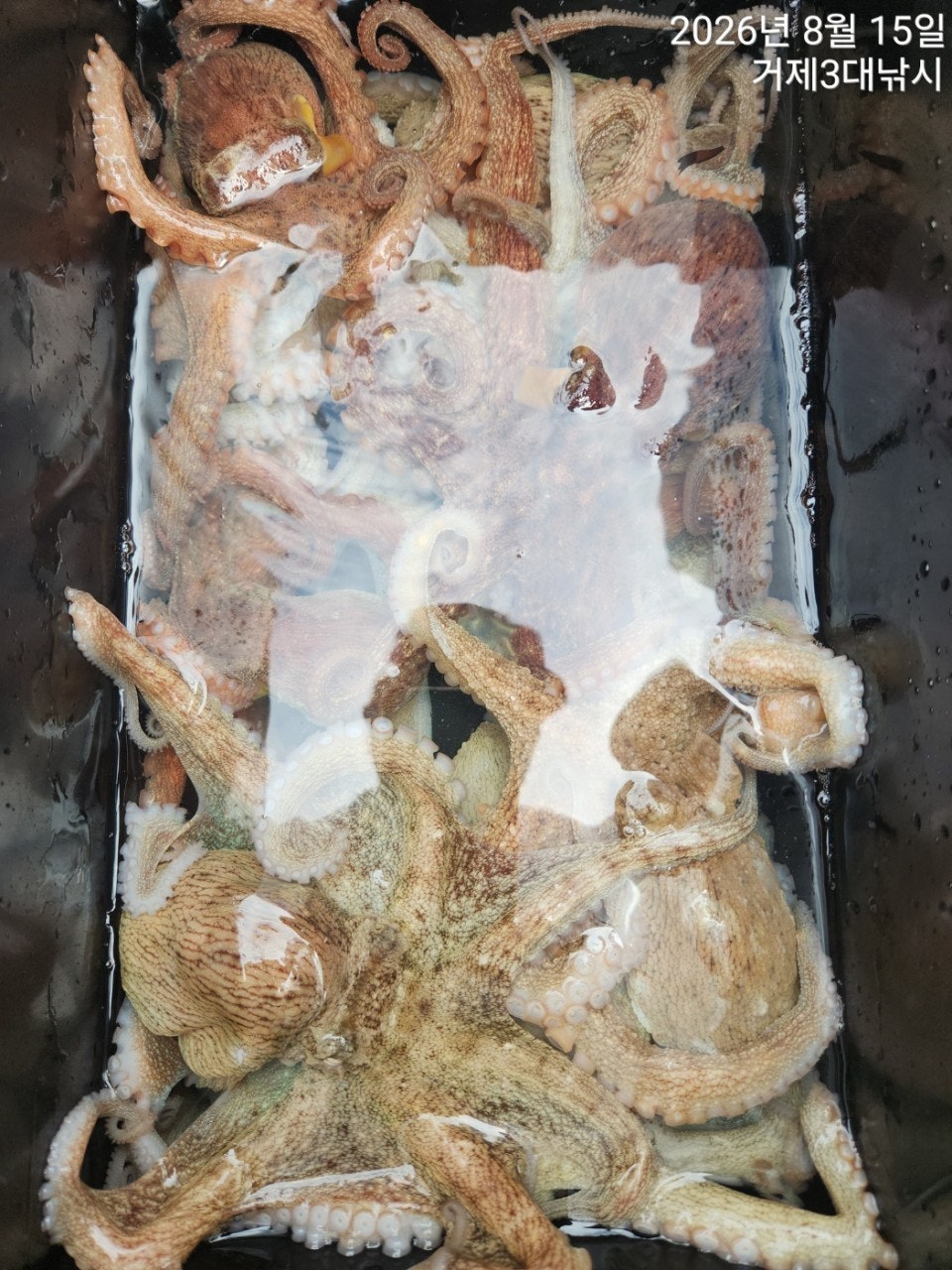 ����ڰ� �ø� �̹���