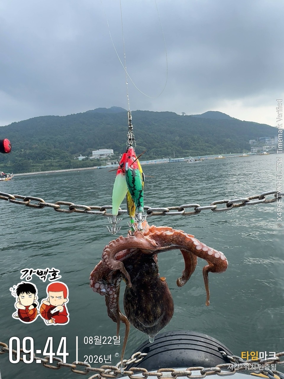 8월 22일 삼천포 문어낚시 장원 11마리 출조 사진 21