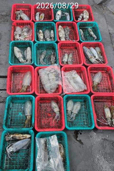 8월 31일 진해 무늬오징어 선상낚시 조황 현장 사진 5