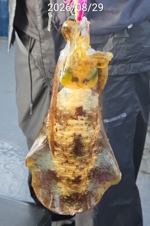 8월 31일 진해 무늬오징어 선상낚시 조황 현장 사진 8
