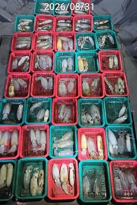 9월 2일 진해 무늬오징어 선상낚시 조황 현장 사진 14