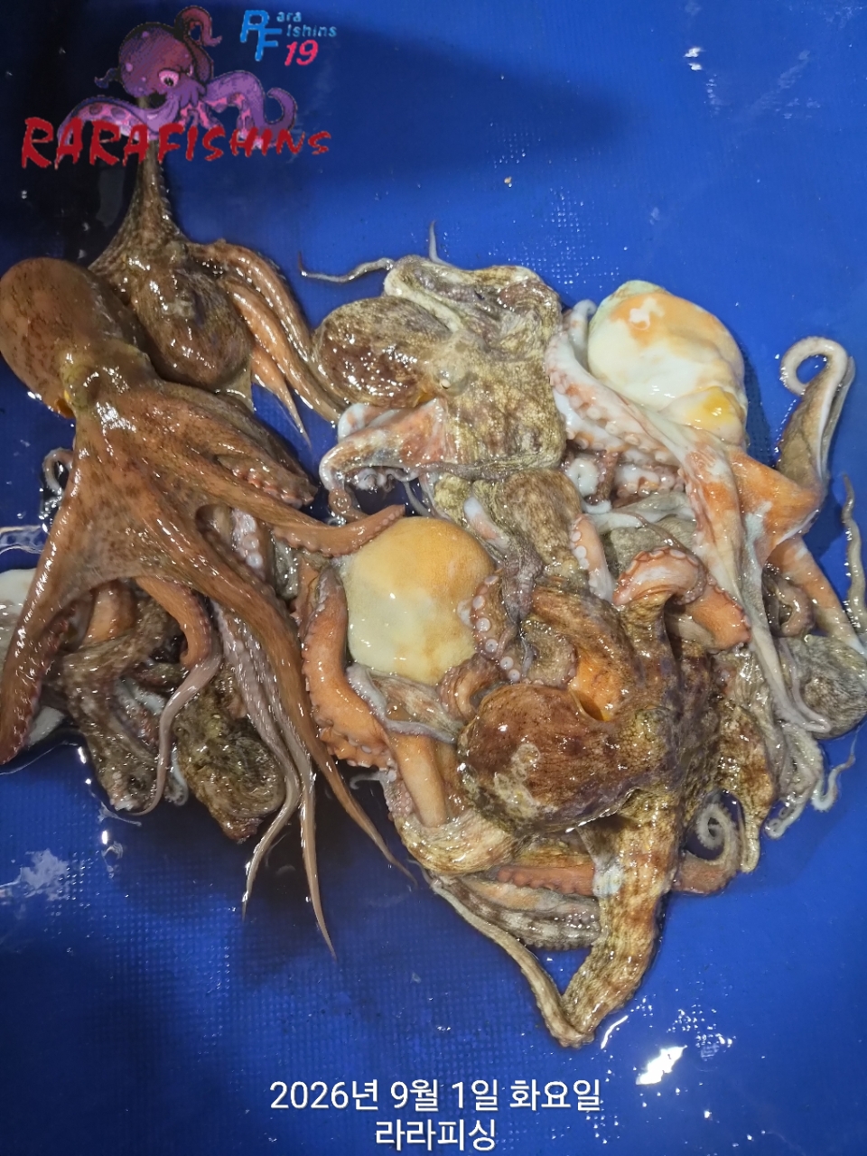 8월 31일 진해 문어 선상낚시 조황 현장 사진 5
